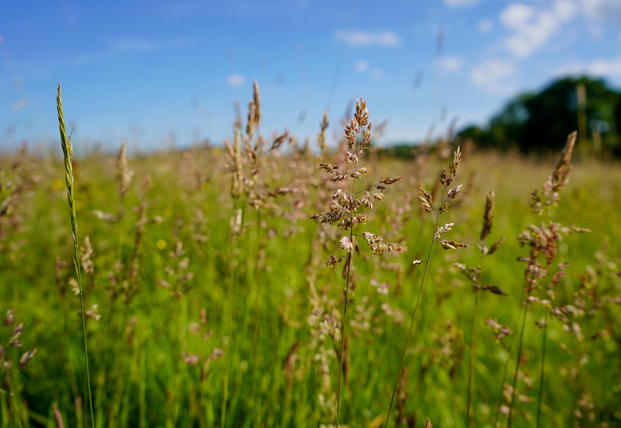 Tall grass