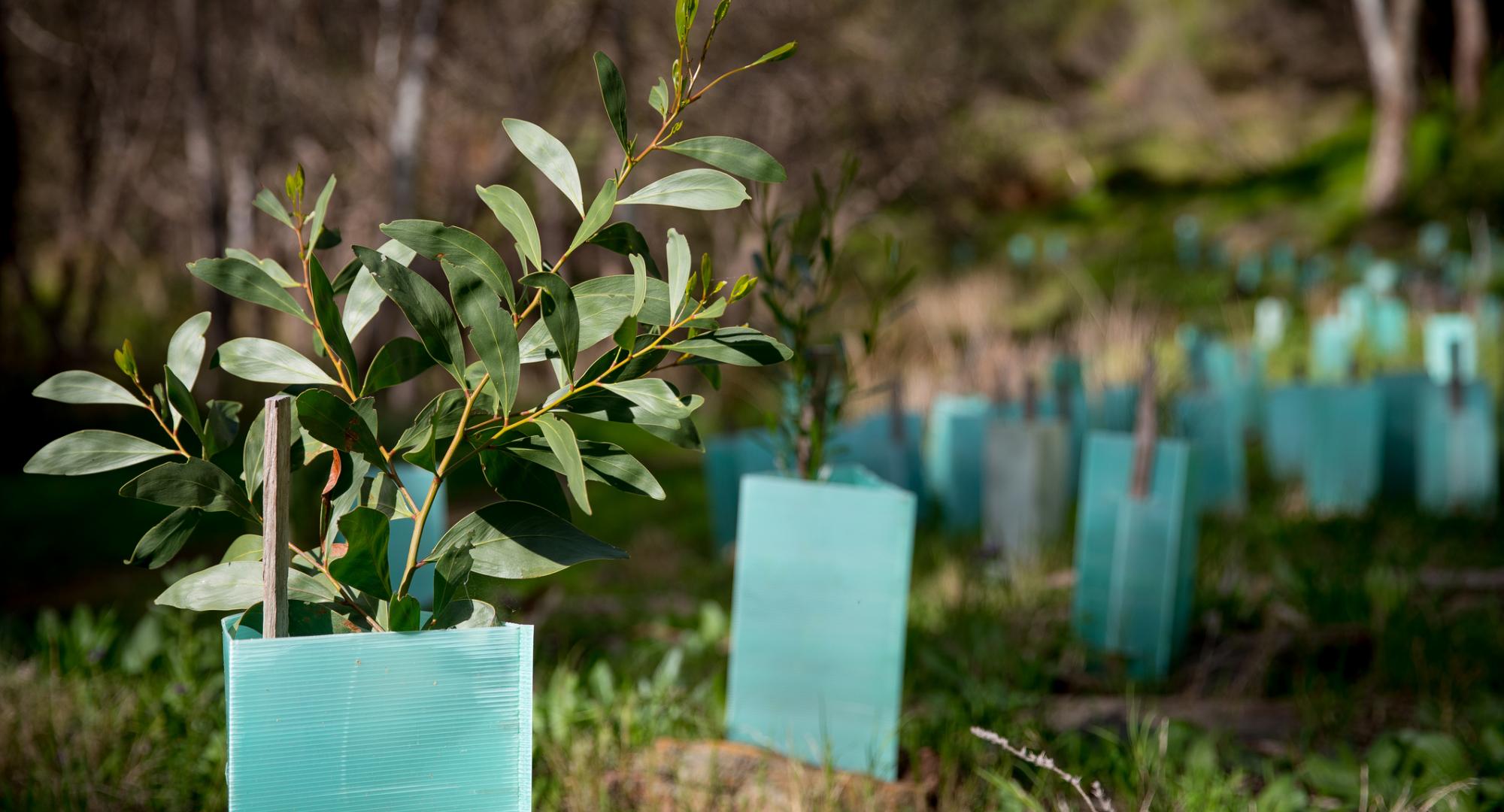 Freshly planted trees in the ground.