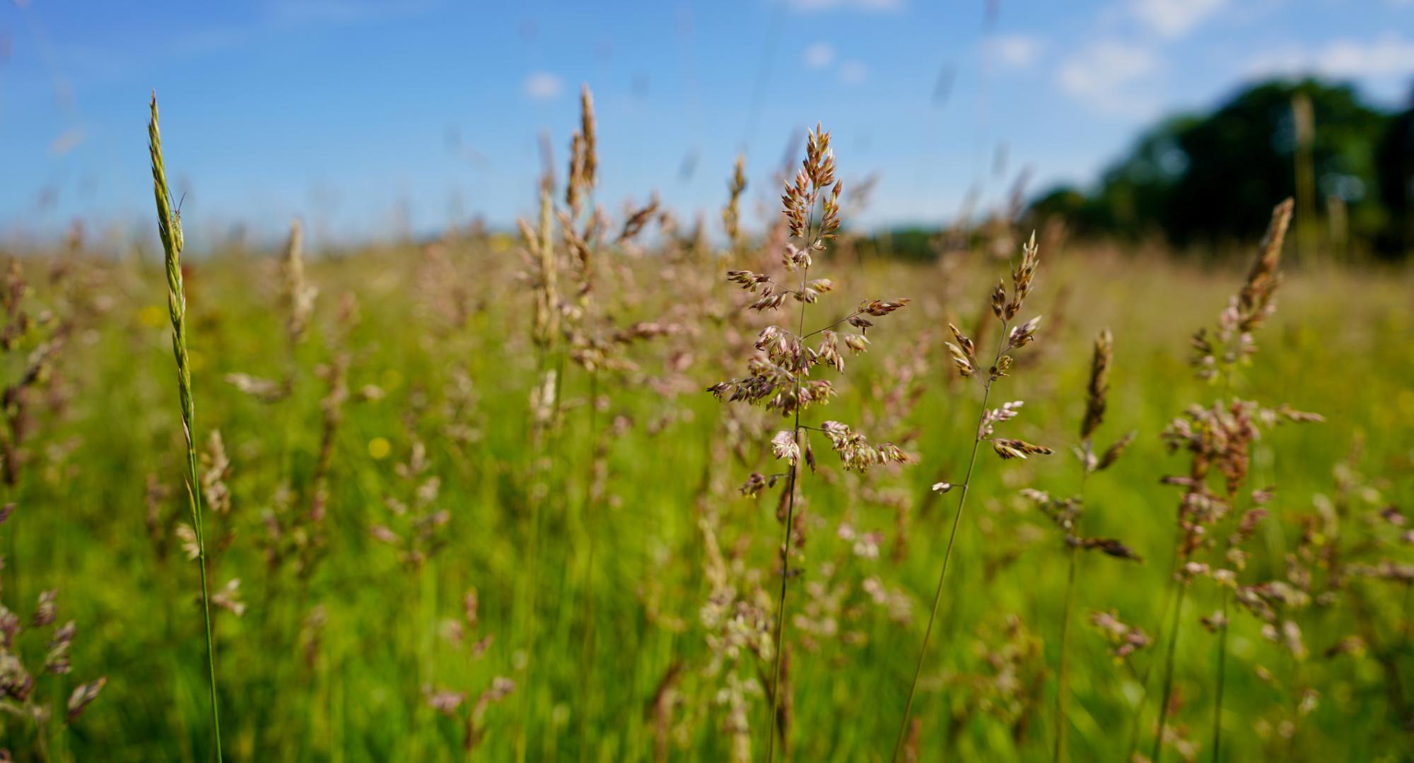 Tall grass