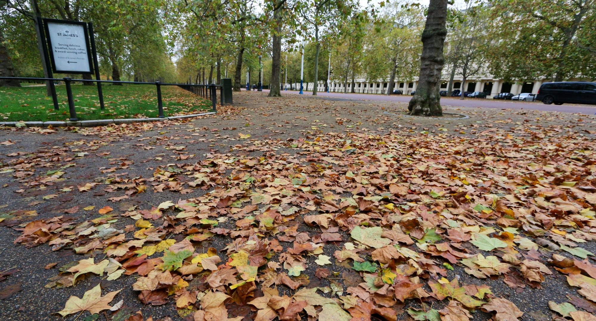 Leaves in The Mall